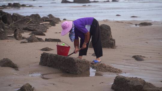 惠安女赶海挖海鲜渔民沙滩海边退潮捕鱼生活