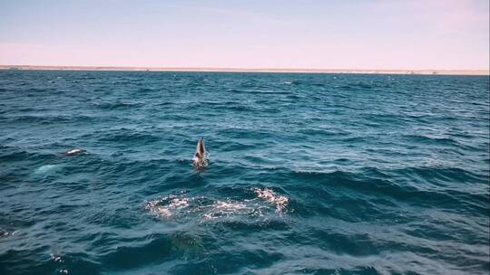 海豚海面跳跃海洋动物