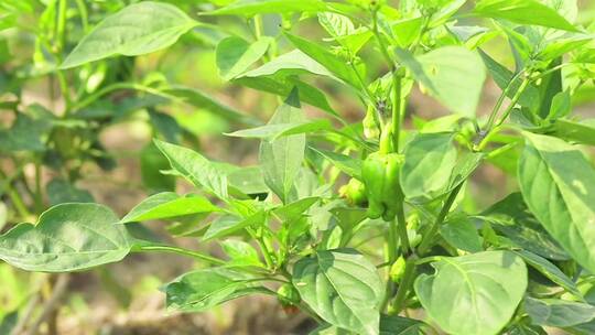 菜园辣椒生长种植拍摄