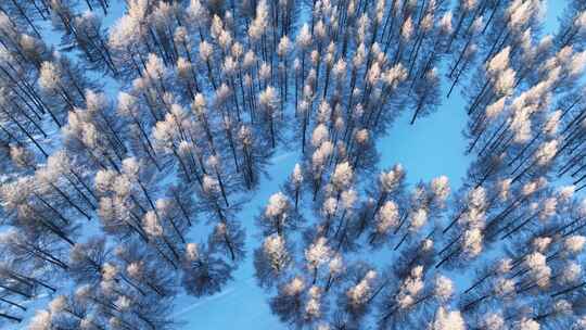 俯拍雪后树林景观