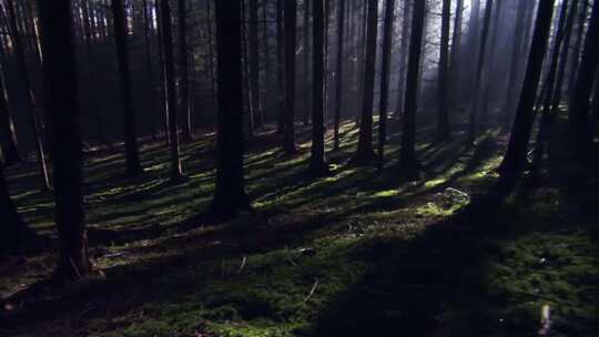 暗黑魔法森林大片光影树林电影片头视频素材模板下载