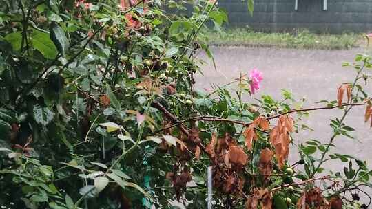 下雨雨季大雨瞒过的街道