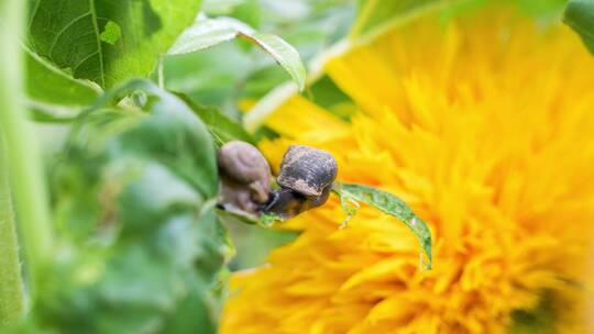 蜗牛在吃绿叶向日葵背景