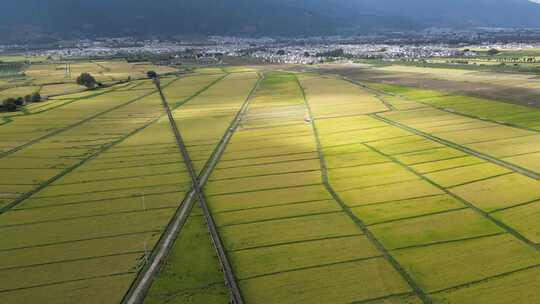 大理稻田航拍风光