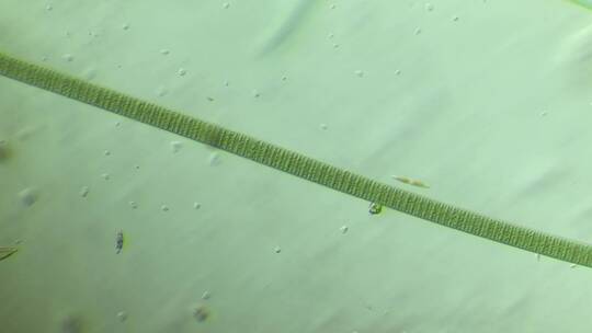 显微镜下的微观世界微生物 颤藻3mov