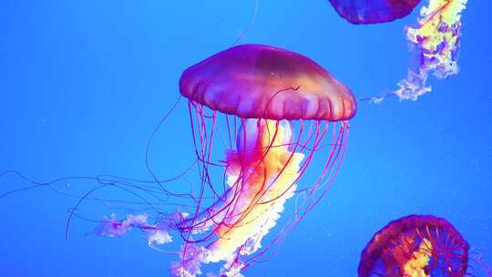 海洋生物海洋馆水母优雅的游动