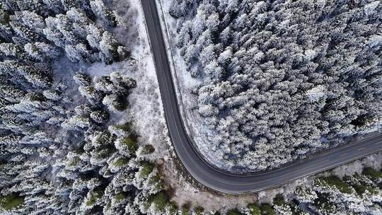 雪后的林间道路