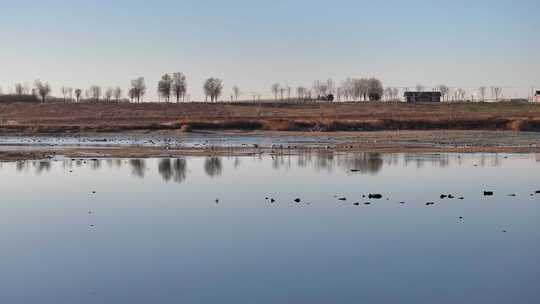 白鹭 野鸭 湖泊 湿地 保护环境 栖息地