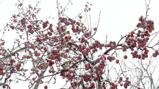 雪景树梢上的鸟