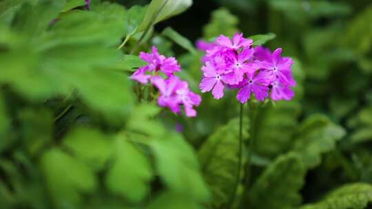 花园里的花花