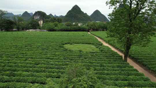 广西桂林尧山茶园