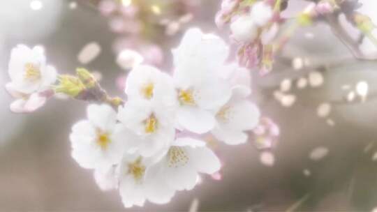 白色花特写飘花02视频素材模板下载