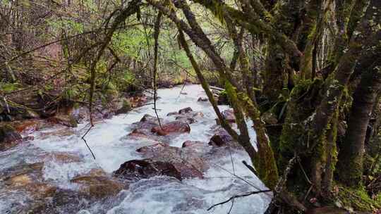 山林间流淌的湍急小溪