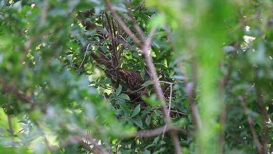 树上鸟巢中的斑鸠