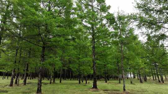 山野青草地松树林雨中