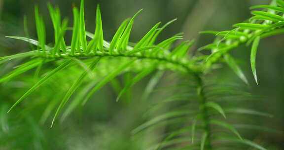 大自然  春天  夏天 植物 绿色