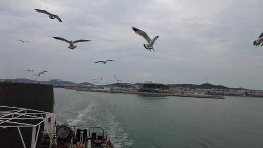 大海海洋海鸥飞翔