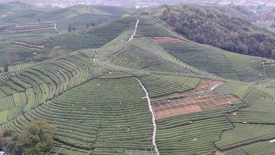 航拍杭州龙井茶园