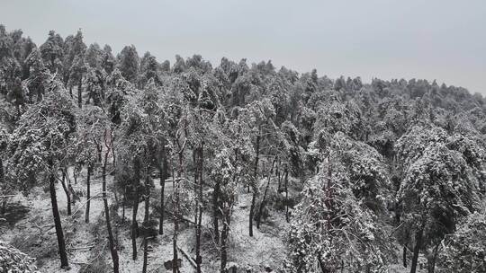 雪天孤坟墓碑