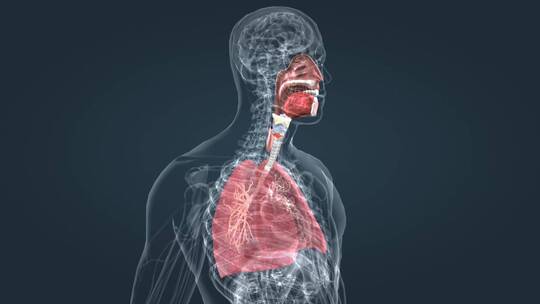 人体器官肺呼吸肺活量深呼吸支气管三维动画