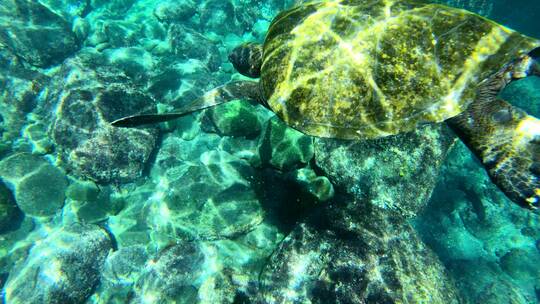 海龟在海底游泳