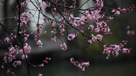 水珠滴在花瓣上娇美醉人（苏州园林艺圃）