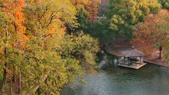 上海 共青森林公园 秋景