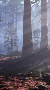 一个充满了许多被雾覆盖的树木的森林