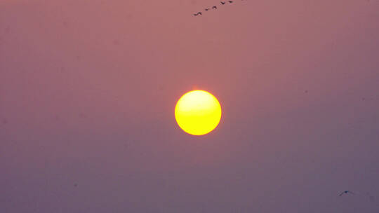 日出，飞鸟，鄱阳湖国家湿地公园视频素材模板下载
