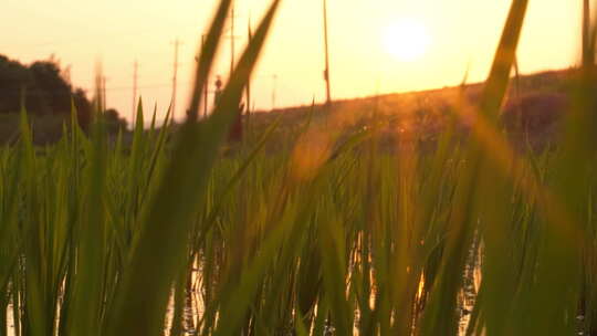 农村夕阳晚霞下的水稻田秧苗