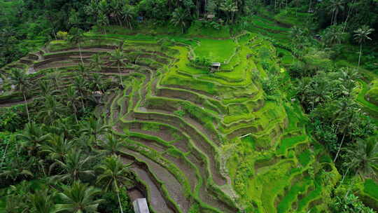 印度尼西亚巴厘岛的梯田Tegallala