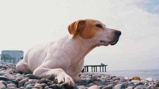 一只狗在海滩的岩石上休息视频素材模板下载