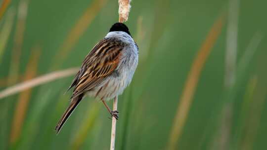 鸟，芦苇旗，鸣禽，Emberiza Sc