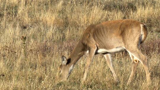 雌性白尾鹿在草原上吃草视频素材模板下载