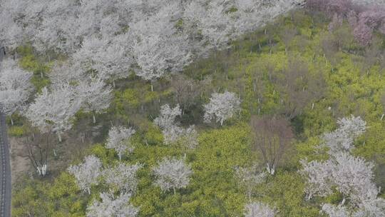 孤柏渡飞黄旅游区樱花园鲜花盛开