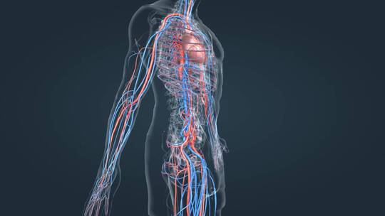 医学3D人体血管心血管循环系统三维动画