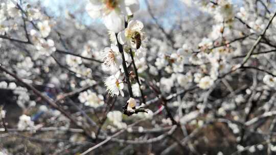 中国广东省广州市从化区广州流溪梅花节