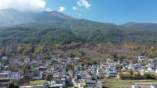 云南大理梯田农田树林森林稻田田地视频素材模板下载