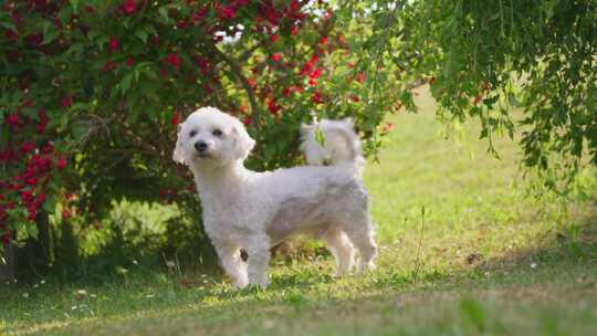 狗，比熊弗里斯，花园，Coton De