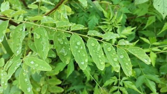 绿色小清新植物叶子