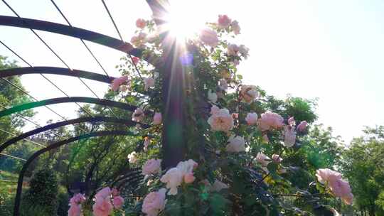 逆光唯美玫瑰花粉色铁架子绿叶美好生活
