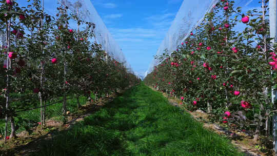苹果园中树上挂满成熟的苹果视频素材模板下载