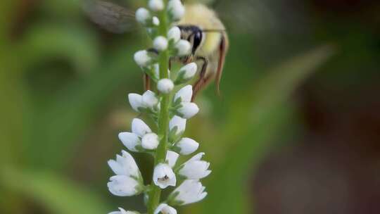 镜头跟随，捕捉大黄蜂采蜜的慢动作特写