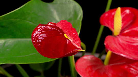 红掌 火鹤花 花烛绽放开花 延时特写实拍