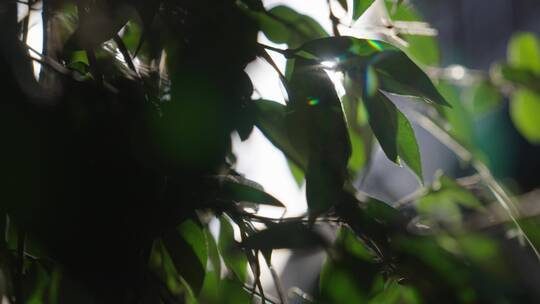 树叶阳光阳光透过树叶空镜头视频素材模板下载