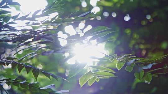 阳光穿透森林树叶逆光绿叶视频素材模板下载
