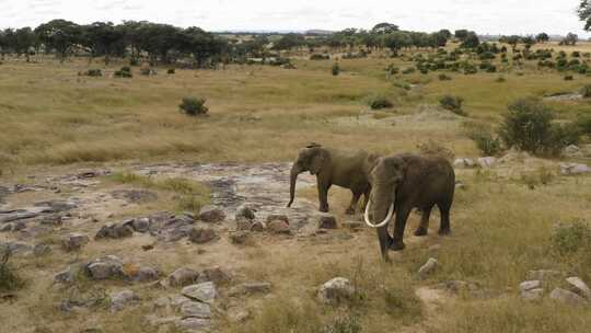 津巴布韦伊米尔，白天，天线在两头大象周围飞行
