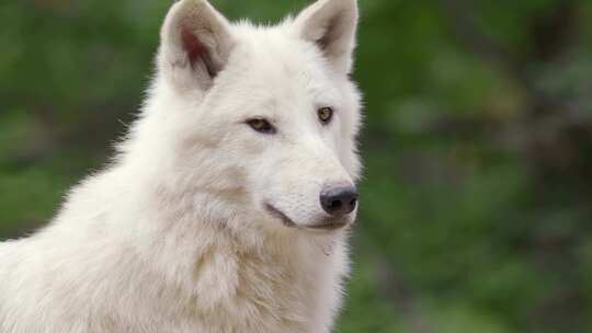 北极狼，野生，白狼，犬狼疮Arctos