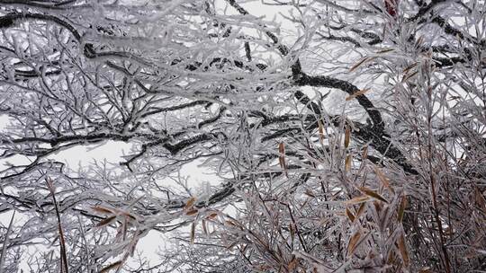 冬天寒风大雪中摆动的树枝