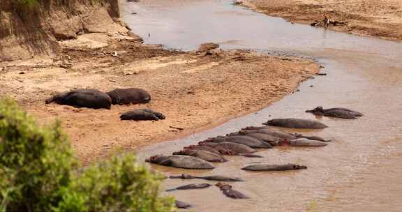 非洲肯尼亚马赛马拉，一群河马在浑水中放松